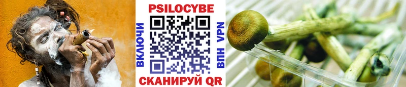 блэк спрут маркетплейс  купить закладку  Томилино  Галлюциногенные грибы GOLDEN TEACHER 